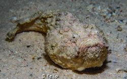Synanceia verrucosa (juvenile) (stonefish). (f/9, 1/250, ... by E&e Lp 